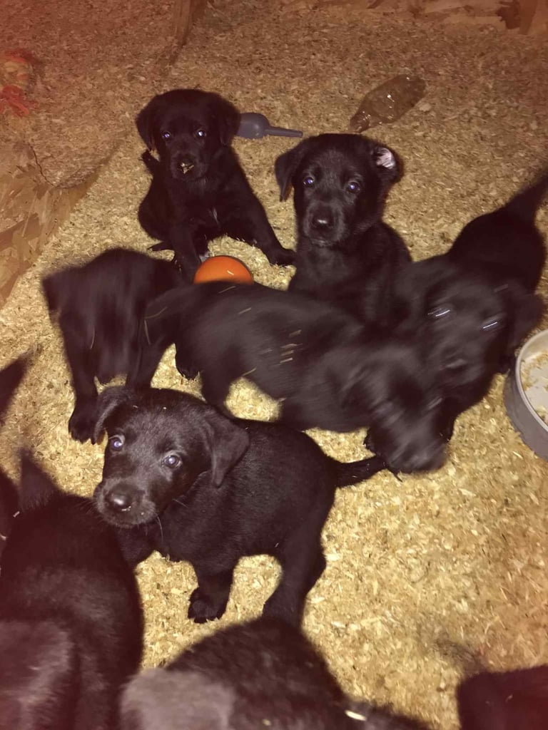 German shepherd cross Labrador puppies for sale 