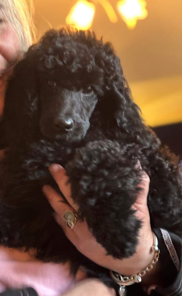 Two Exceptional Black Female Poodle Puppies — Family-Raised — 5★ Homes Only