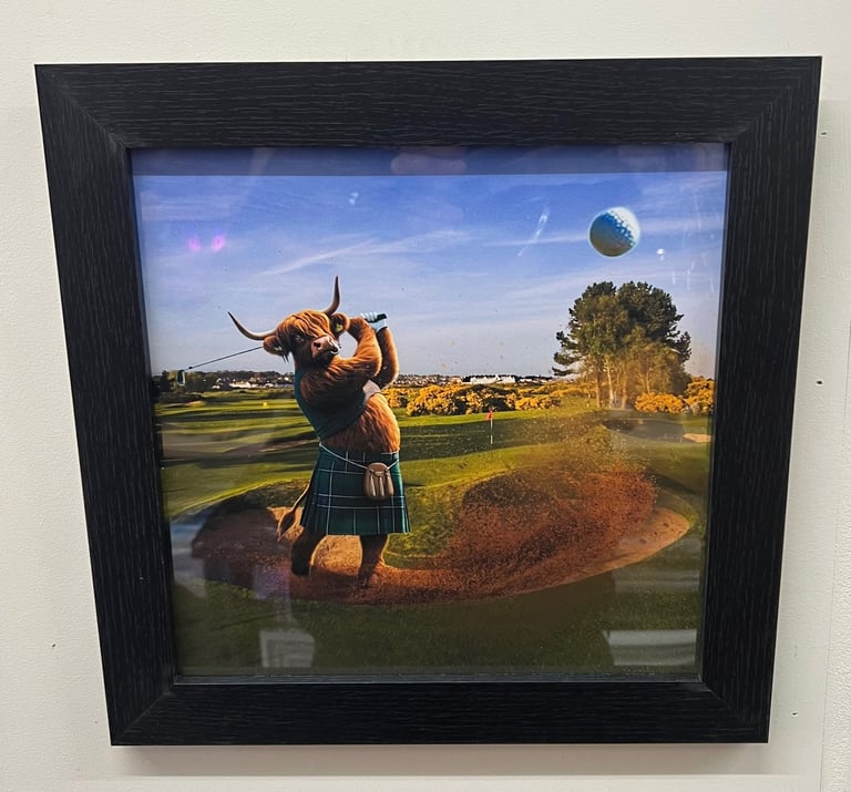 Highland cow framed picture playing golf in a black frame 37x37cm