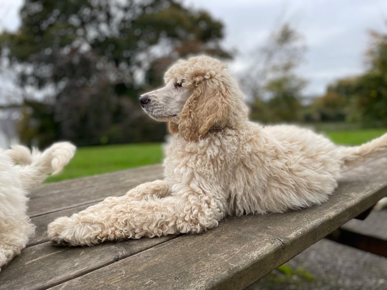 Standard poodle - update - last girl and 3 boys 