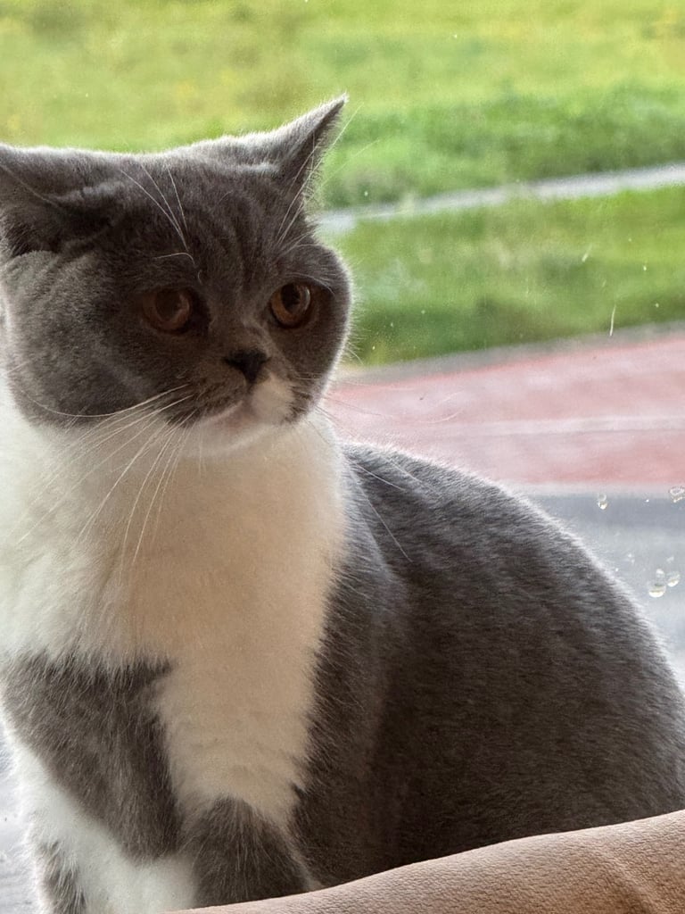 Blue BSH female cat 