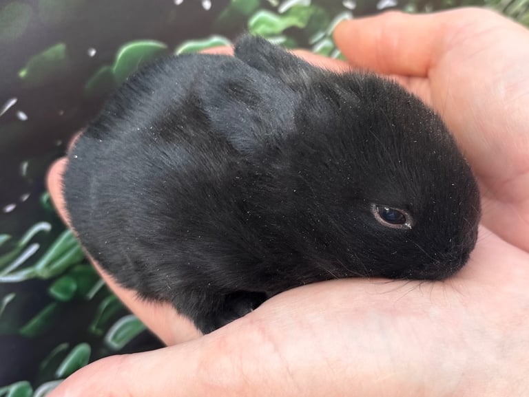 Rabbits for sale