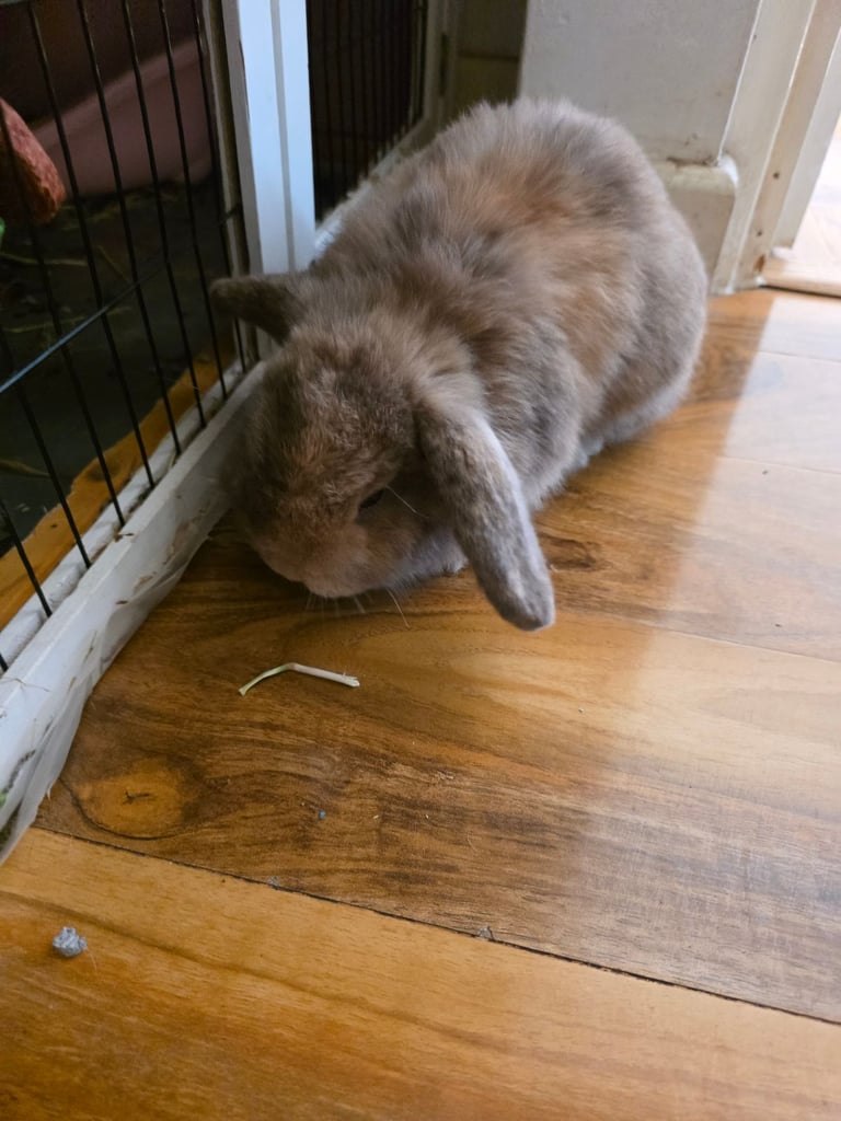 Two female bunnies 