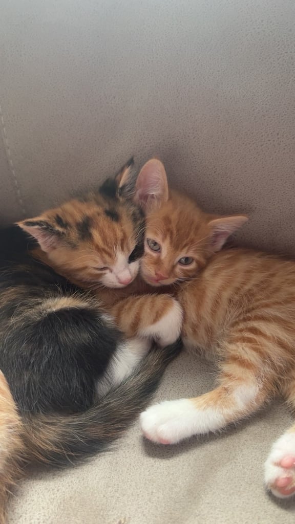 Adorable kittens for sale