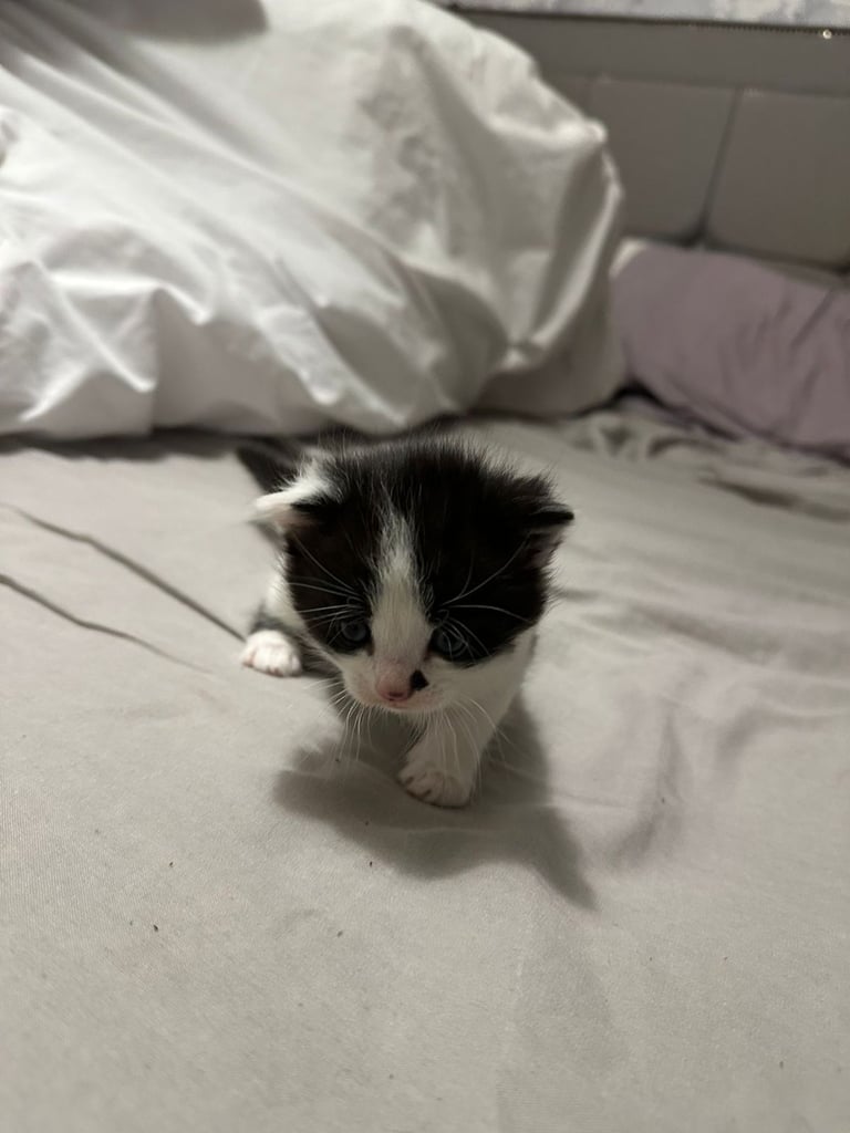 Kittens  mother part rag doll ready november 24th 