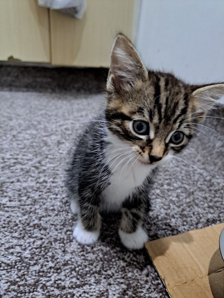 7 weeks old male kitten potty trained treated for worms and fleas