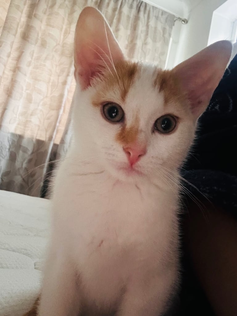 Kitten 