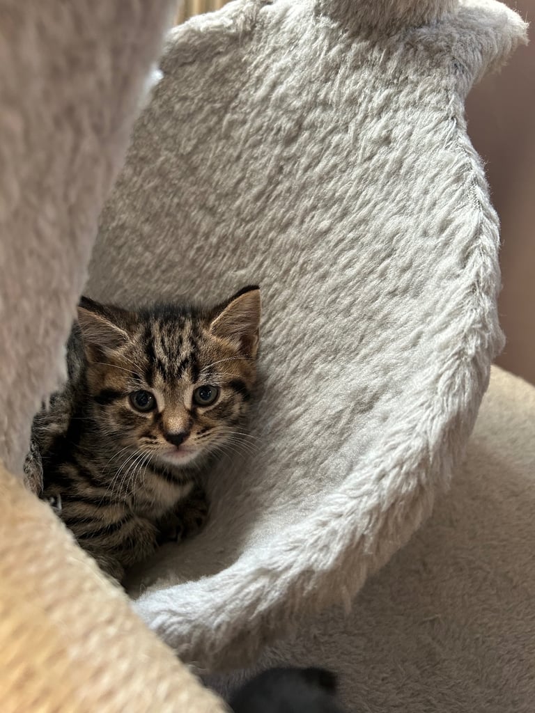 Only 2 black kittens left  READY TO LEAVE 