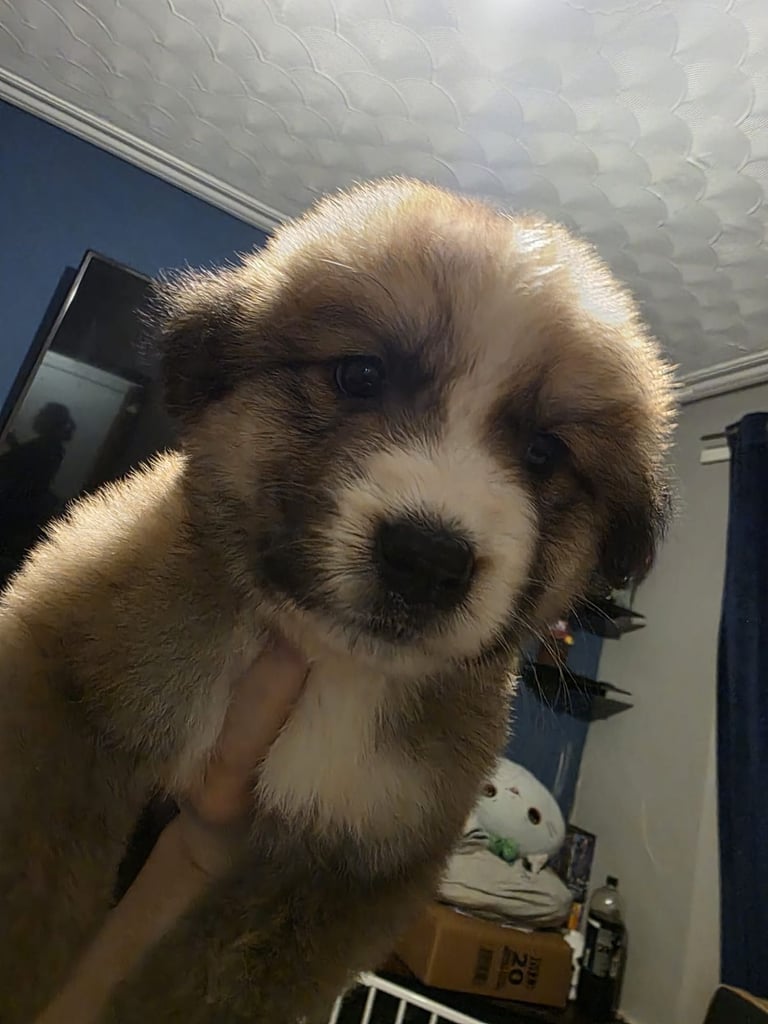 St Bernese mountain dog  X puppies