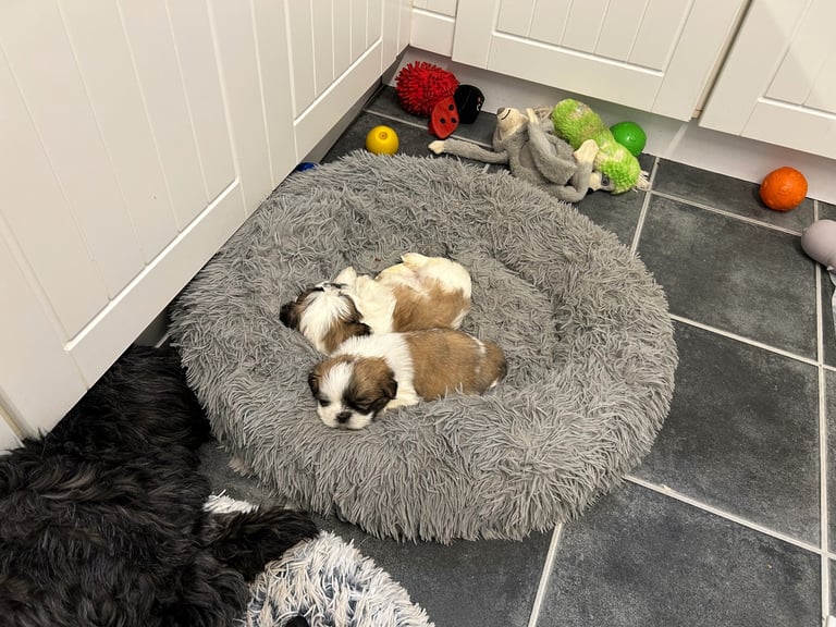 Shih tzu puppies for sale