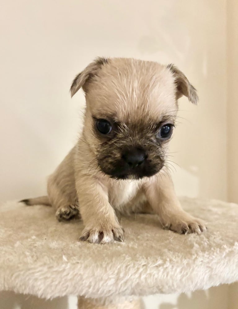  2 gorgeous puppies ready to leave 