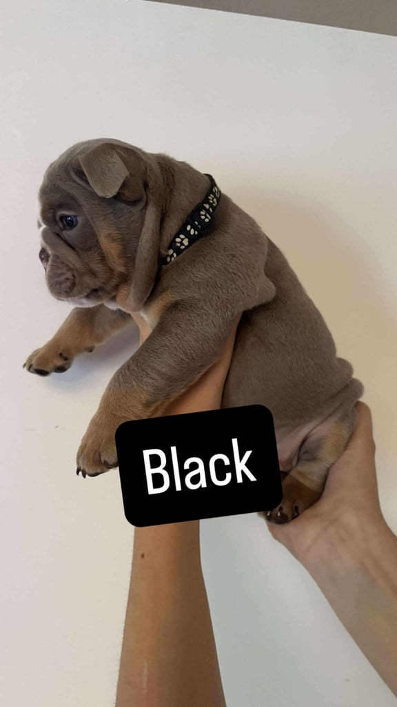 Stunning English Bulldog Puppies 