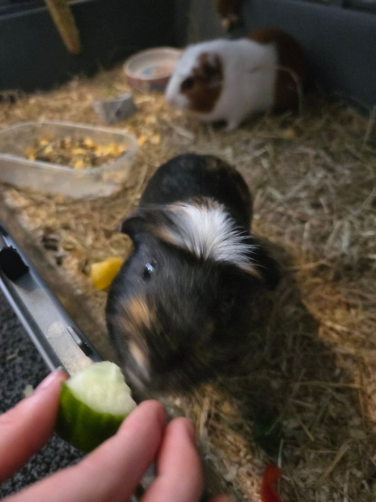 2 Bonded male guinea pigs
