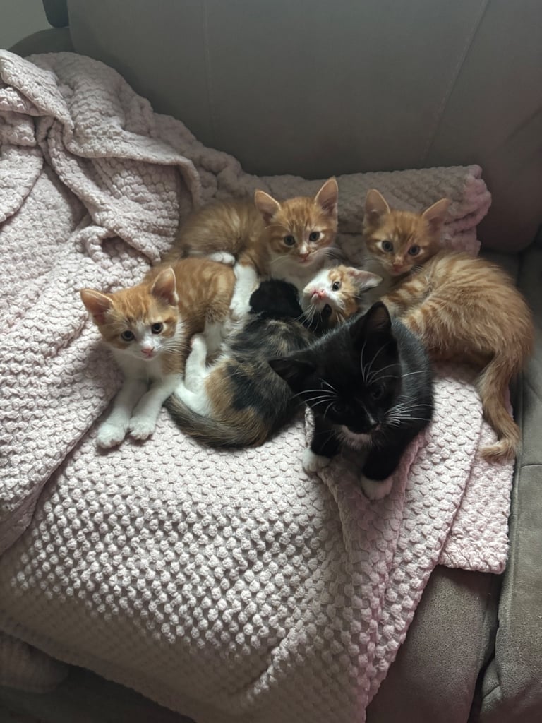 Adorable kittens for sale