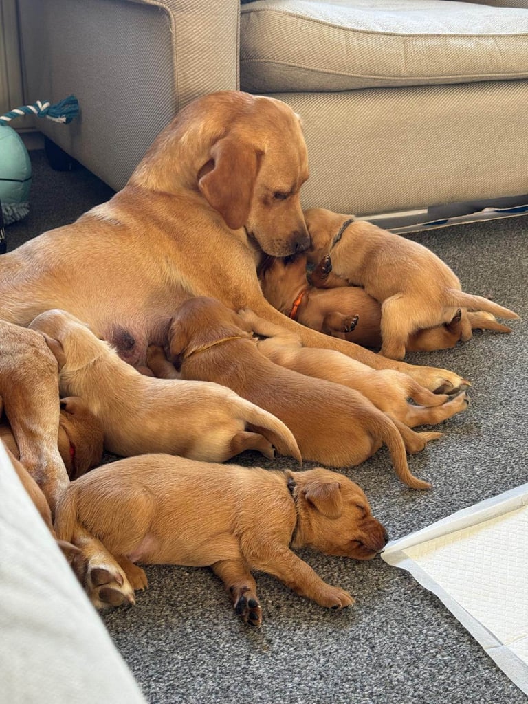 2 BOYS 1 GIRL LEFT labrador puppies ready 17th October 