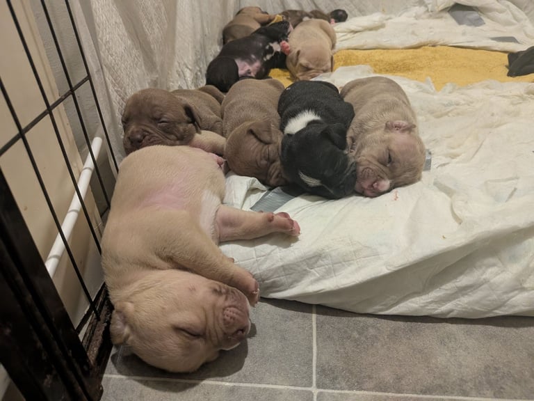 Staffy X pocket bully puppies