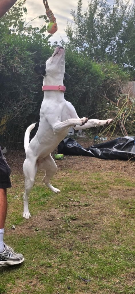 1 year old pup- Large breed