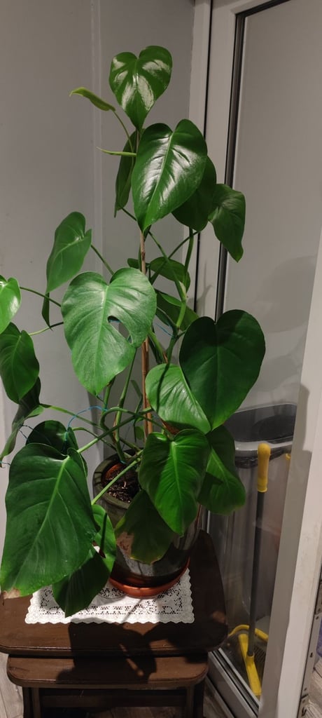 Indoor Monstera deliciosa plant 