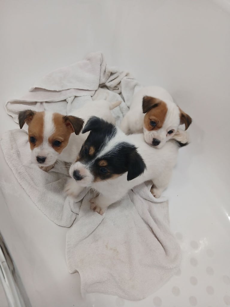 Jack Russell Puppies