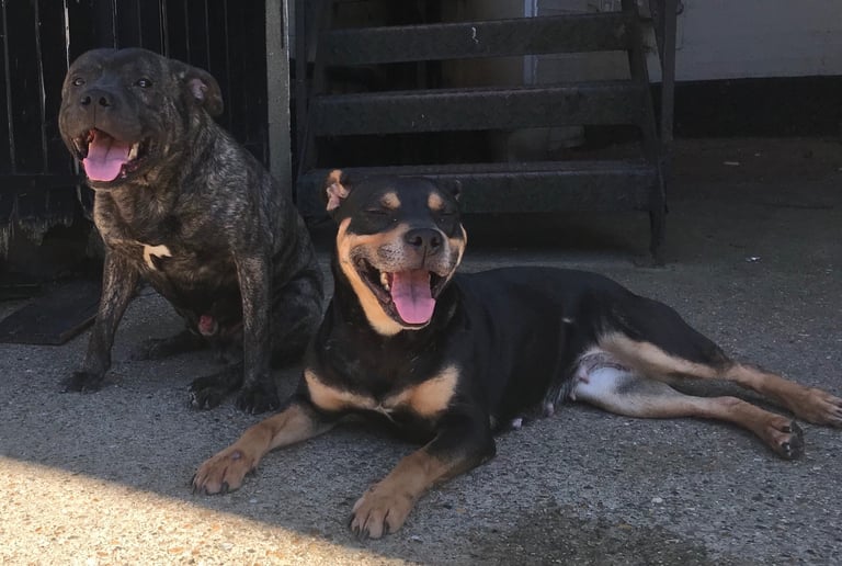 Staffy Puppies Brindle Black Boy London Staffordshire Bull Terrier Puppy