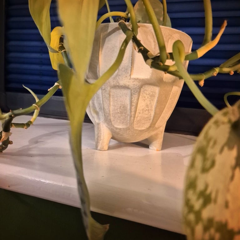 Satin Pothos house plant and pot