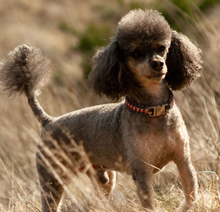 Sproodle puppies