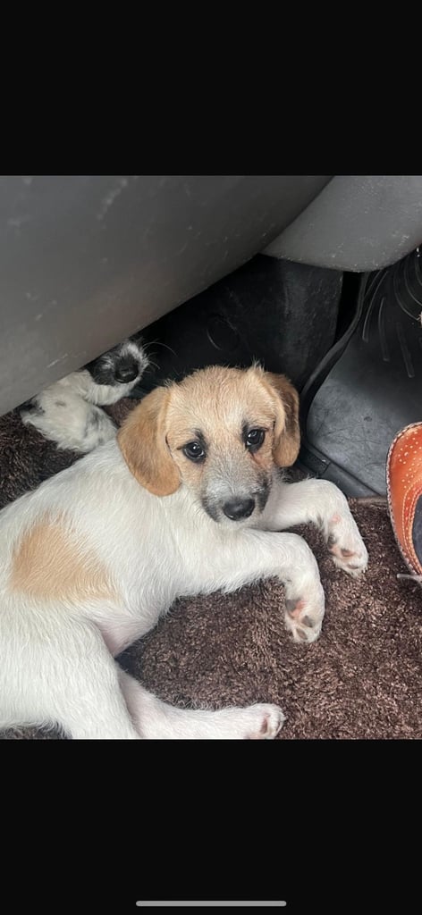 Cockerpoo x Jack Russell 