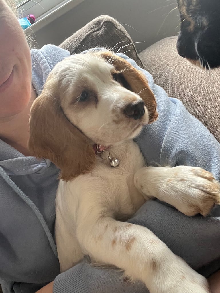 Cocker spaniel pup