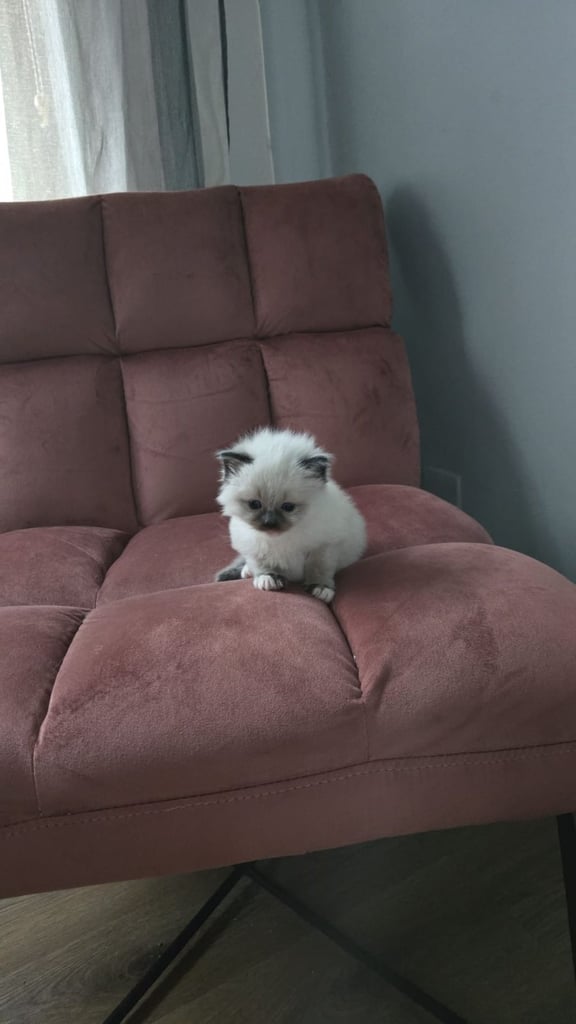 Blue point Ragdoll kitten 