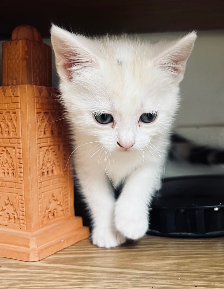 Kittens Cute Persian Mix Friendly cat