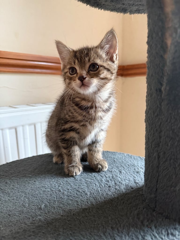 4 x kittens for sale 