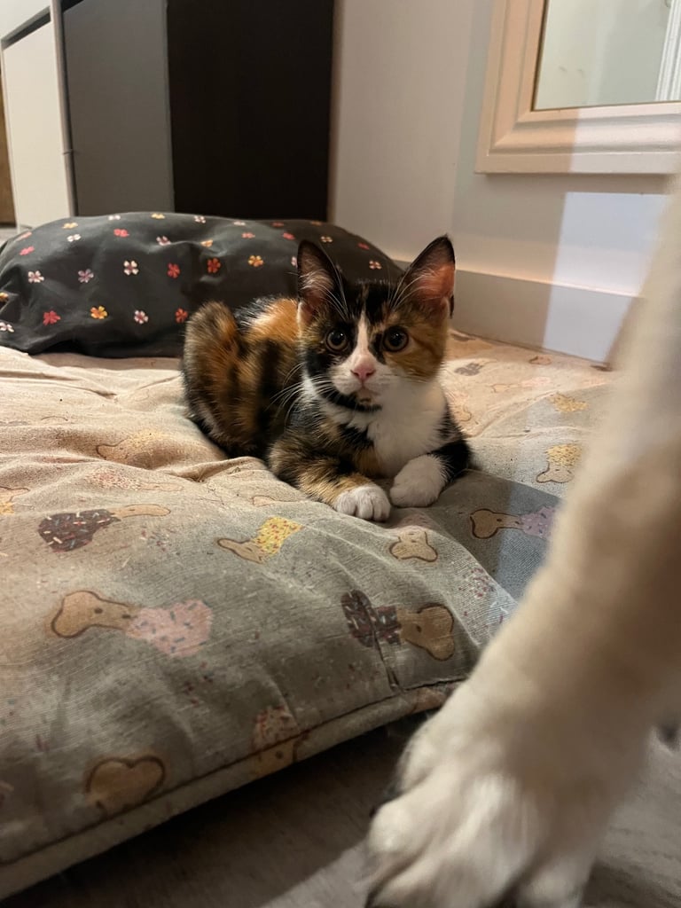 image for kitten for sale 