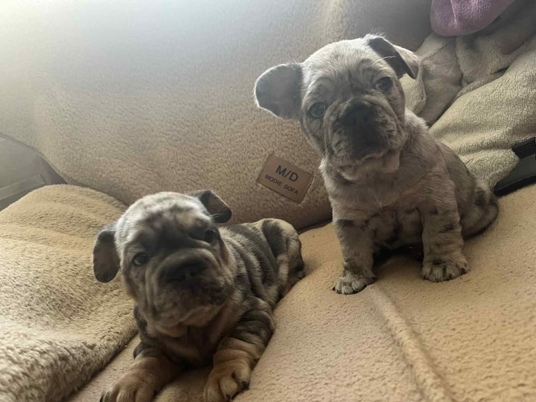 Only 3 boys left, 5 ⭐️ French bulldogs carrying fluffy 😍