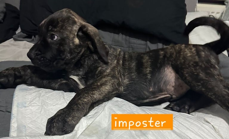 Pure presa Canario, 2years 6month old