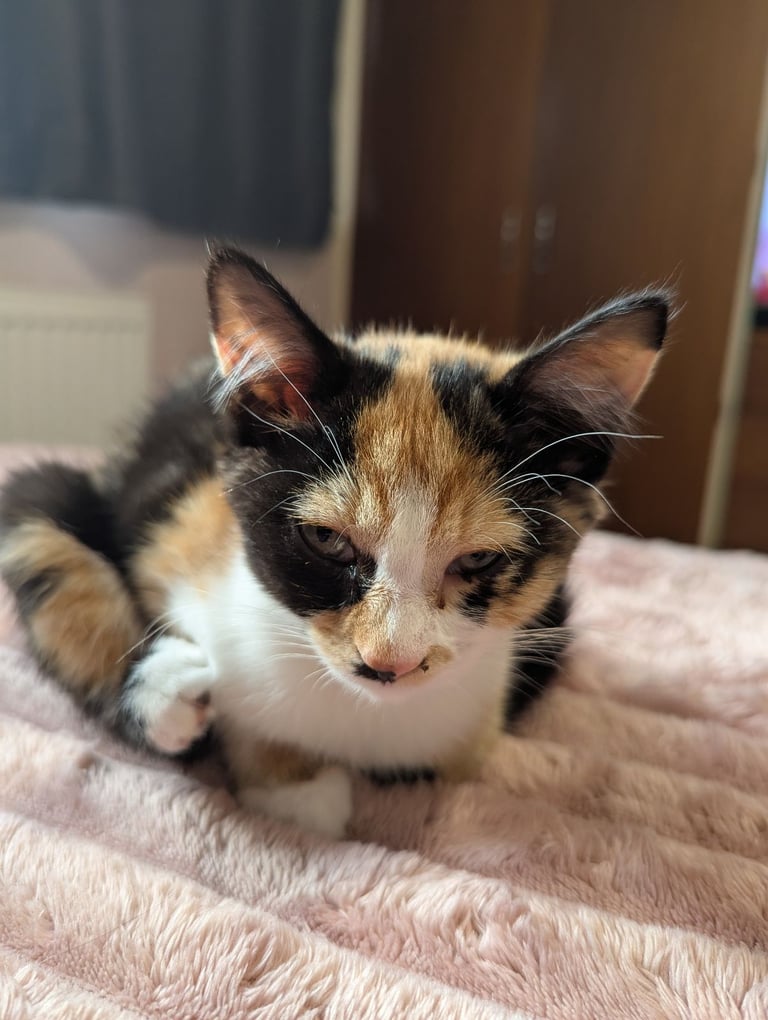 Beautiful kitten for sale *Reduced Price*