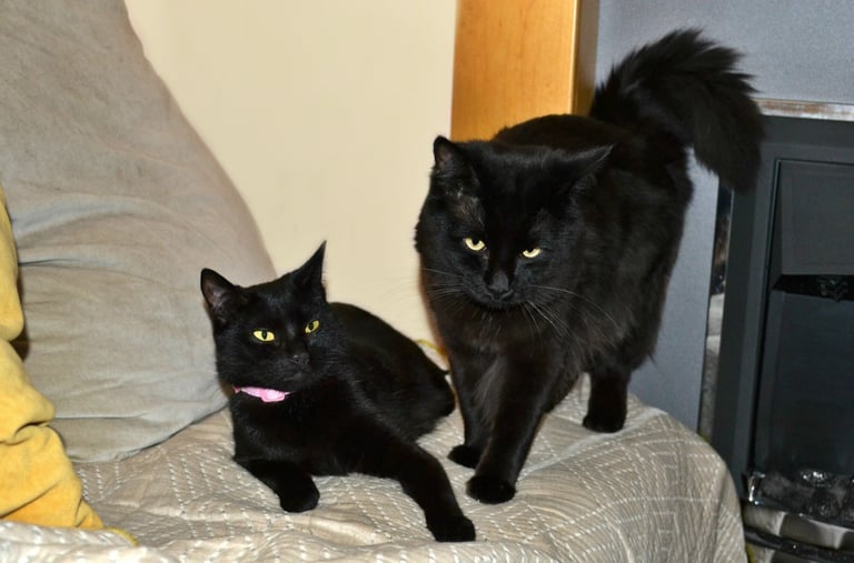 Maine-Coone/Bombay Mixed Kitten (1 LEFT)