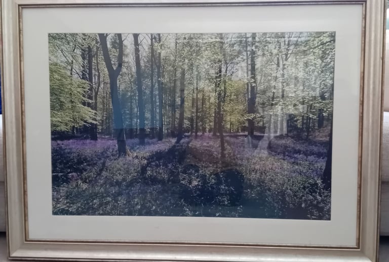 Bluebell Wood - framed photograph