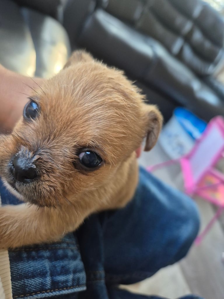 image for Jack russels cross