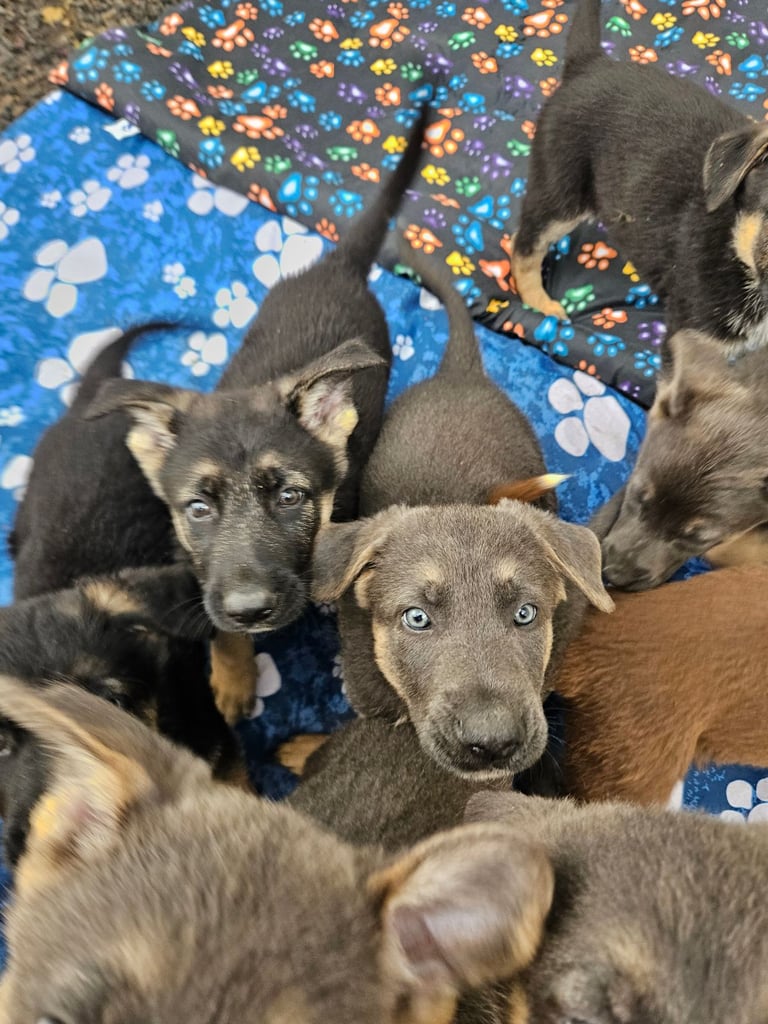 image for Stunning German Shepherd Puppies
