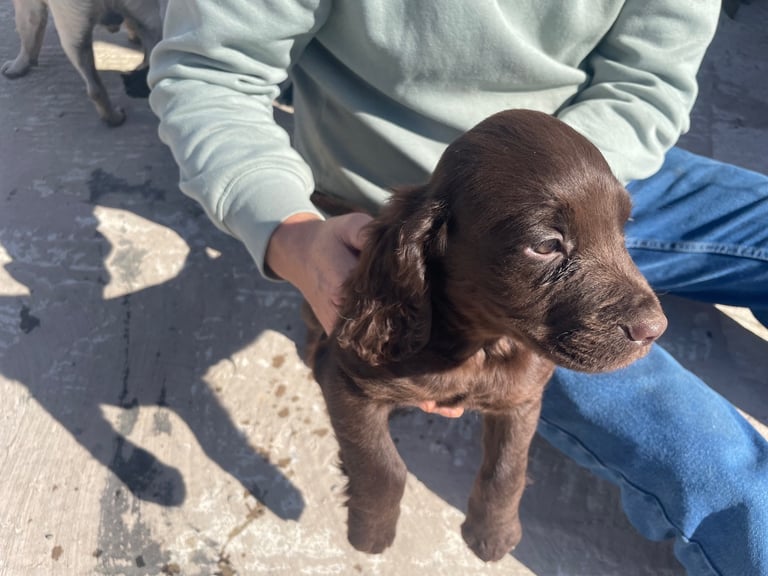 Cocker spaniel puppies