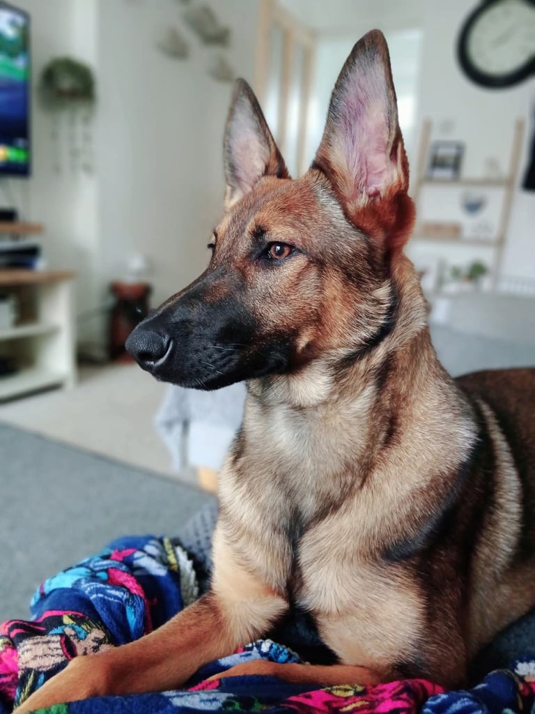 Belgian Malinois x Dutch shepherd 