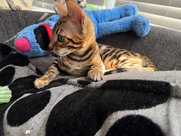 Bengal male (500 reduced pick up today)