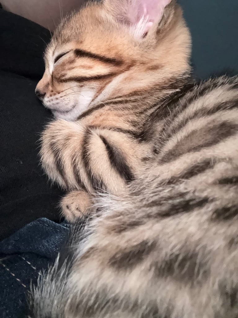 Russian Blue Bengals for Sale