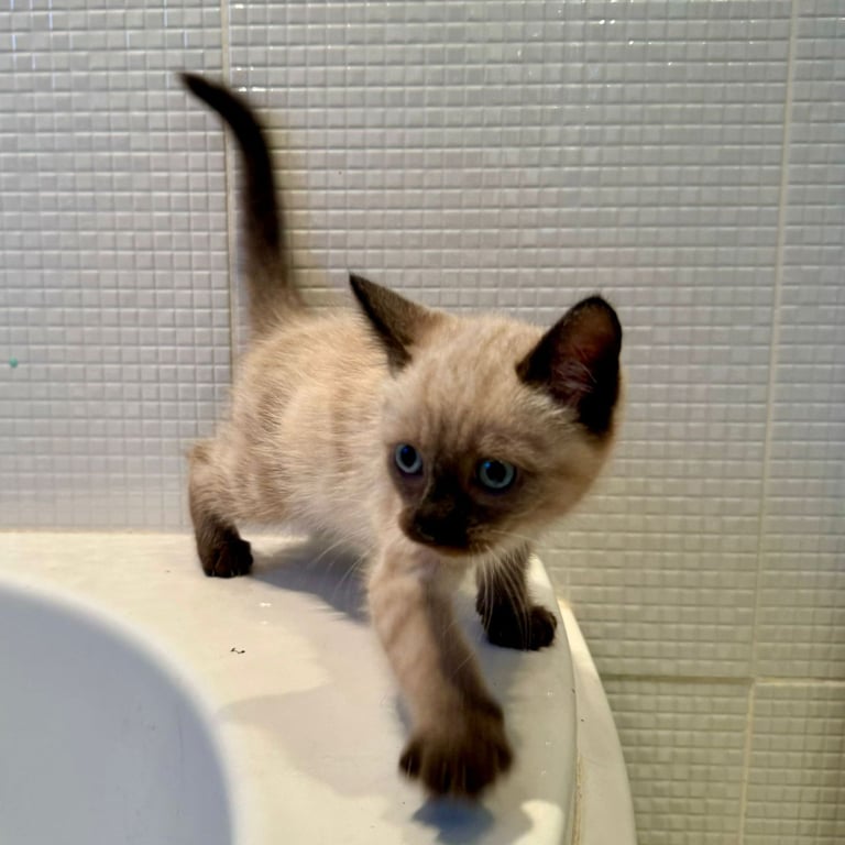 Adorable Siamese Female Kitten