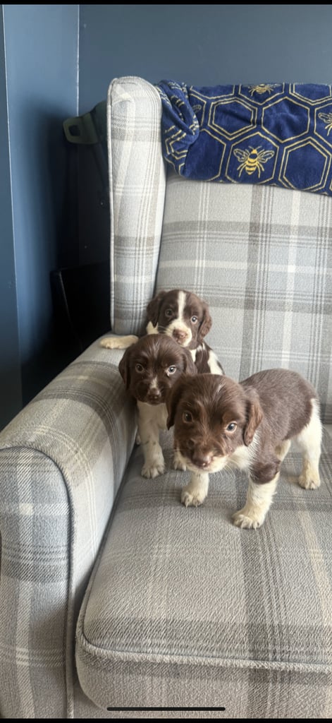 English springer spaniel puppies 