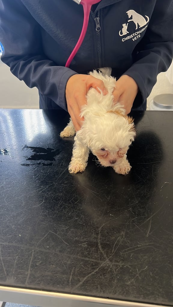 Maltese