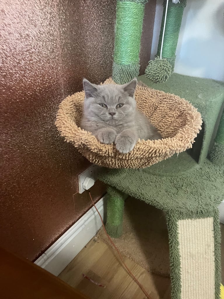 Gorgeous chunky britsh shorthair lilac kitten (male)