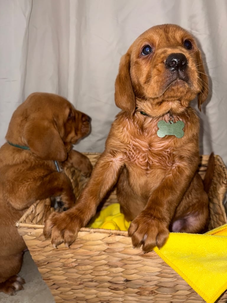 Kc fox red Labrador 1 boy ready now