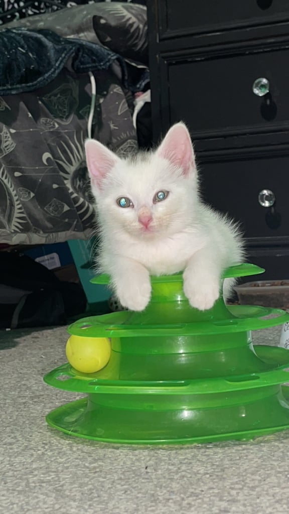 White, dilute calico kittens ready to go