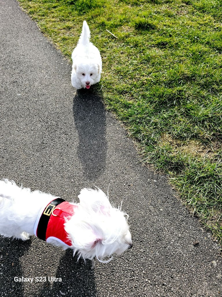 Bishon Frise